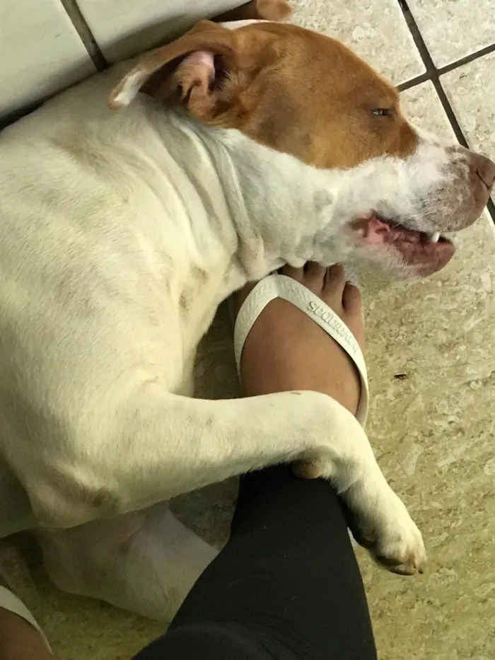 Cachorro raça Pit-Bull idade 2 anos nome Atena 