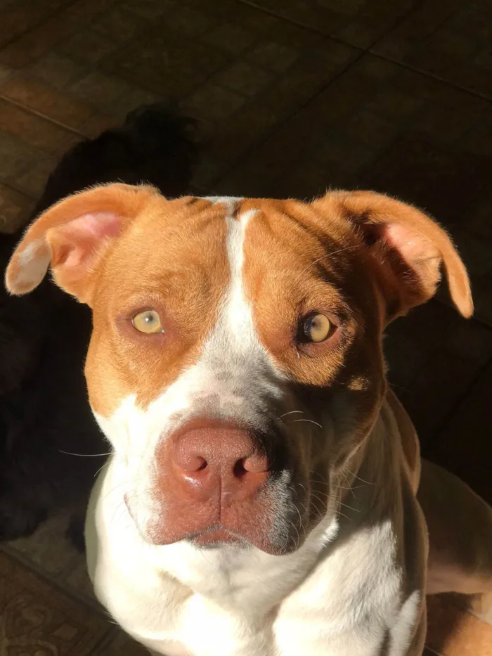 Cachorro raça Pit-Bull idade 2 anos nome Atena 
