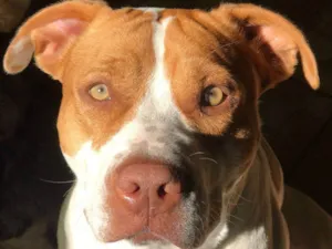 Cachorro raça Pit-Bull idade 2 anos nome Atena 