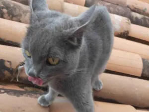 Gato raça SRD-ViraLata idade 2 a 6 meses nome Fumacinha