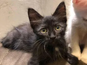 Gato raça SRD-ViraLata idade 2 a 6 meses nome GATINHA FEMEA