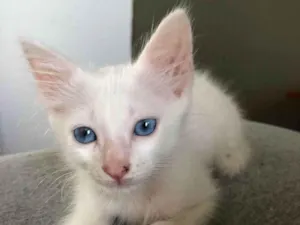 Gato raça SRD-ViraLata idade 2 a 6 meses nome GATINHO MACHO 
