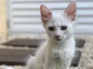 Gato raça SRD-ViraLata idade 2 a 6 meses nome GATINHA FEMEA