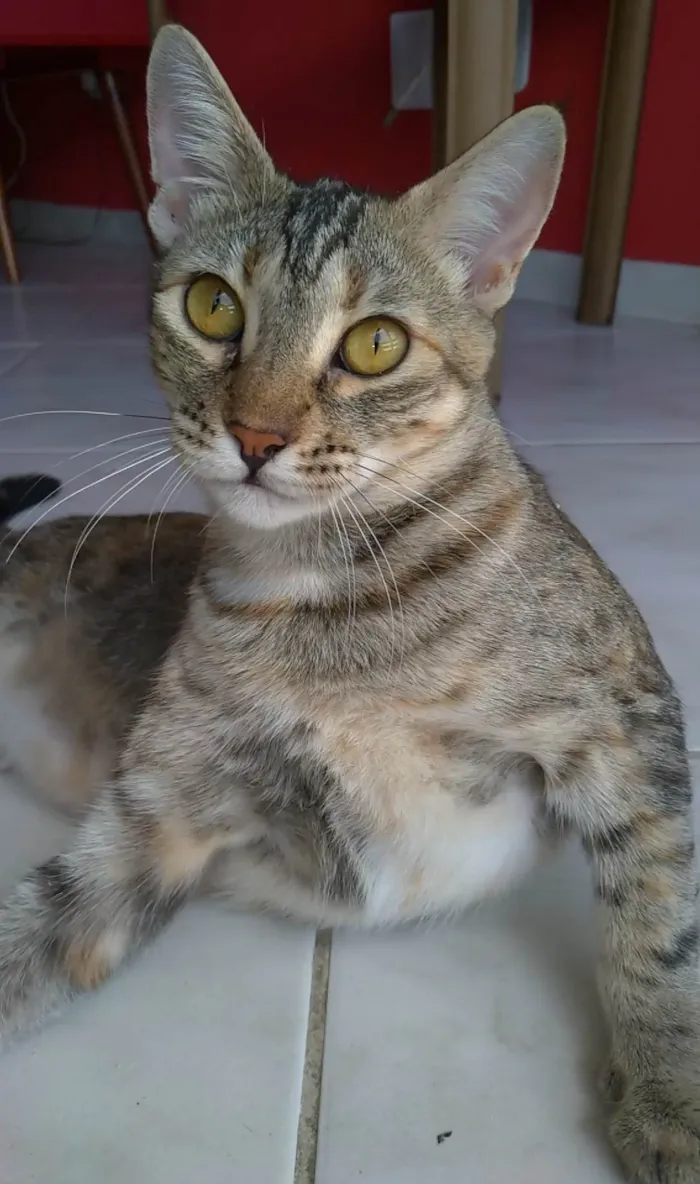 Gato ra a SRD-ViraLata idade 1 ano nome Ava