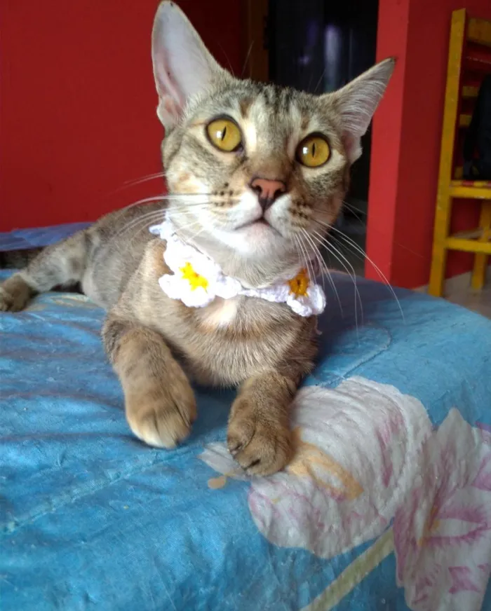 Gato ra a SRD-ViraLata idade 1 ano nome Ava