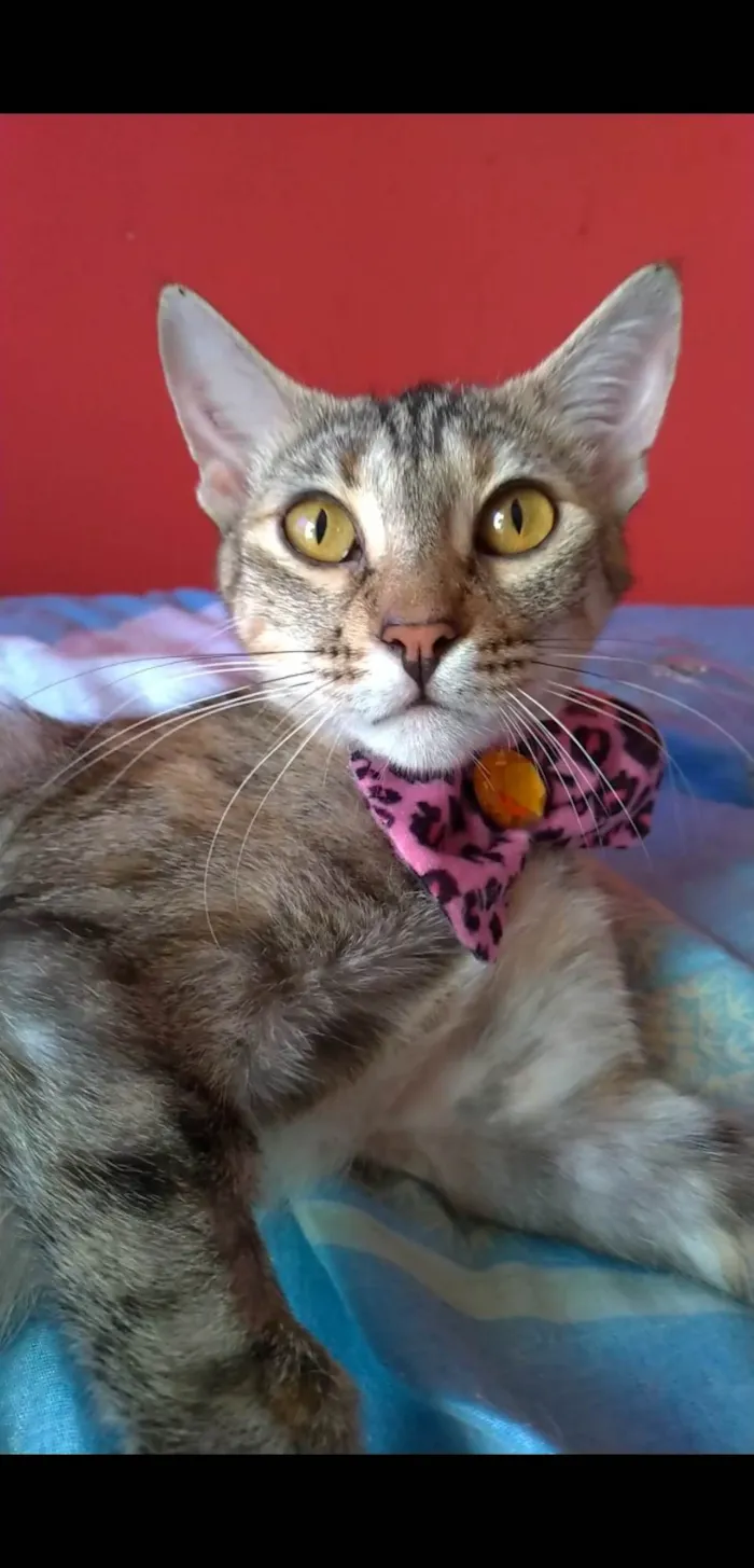 Gato ra a SRD-ViraLata idade 1 ano nome Ava