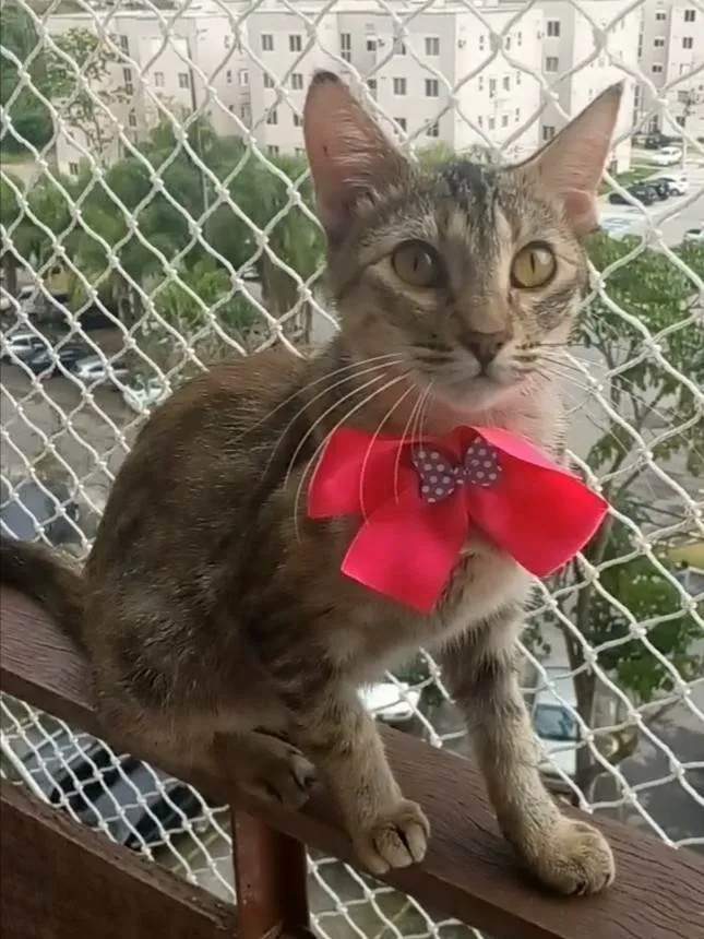 Gato ra a SRD-ViraLata idade 1 ano nome Ava