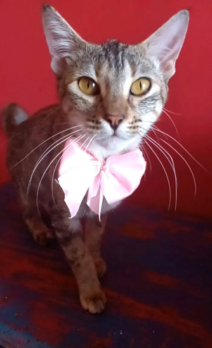 Gato ra a SRD-ViraLata idade 1 ano nome Ava