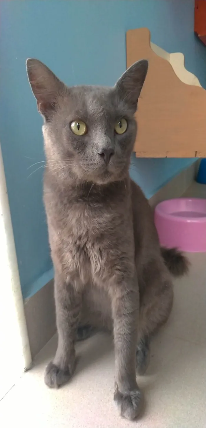 Gato ra a SRD-ViraLata idade 1 ano nome Tito