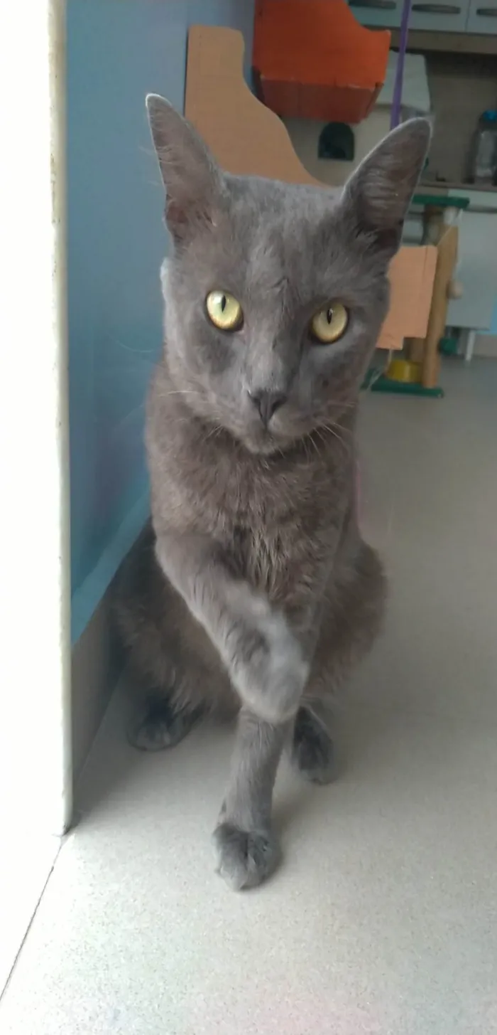 Gato ra a SRD-ViraLata idade 1 ano nome Tito