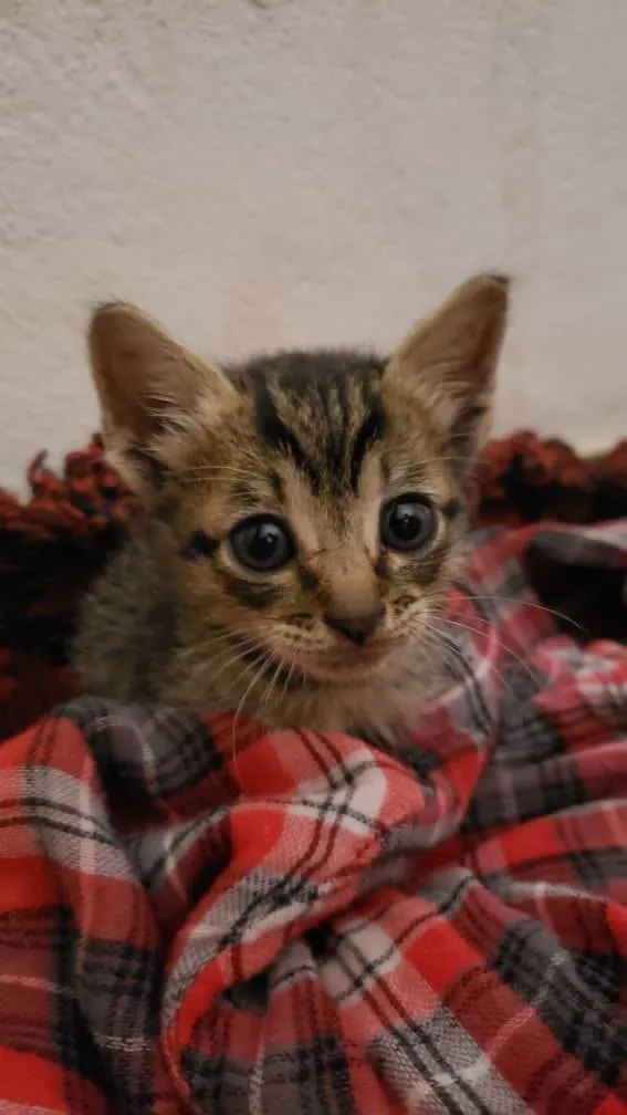 Gato ra a  idade Abaixo de 2 meses nome Não tem