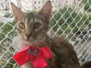 Gato raça SRD-ViraLata idade 1 ano nome Ava