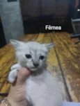 Gatinhos