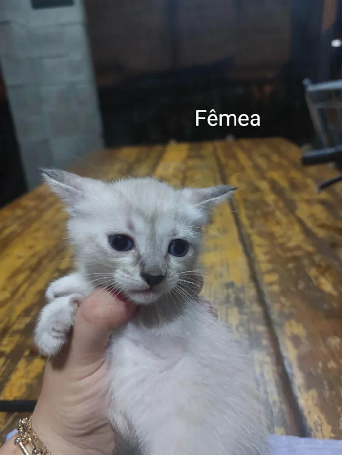 Gato raça  idade  nome Gatinhos