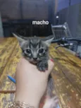Gatinhos