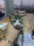 Gatinhos