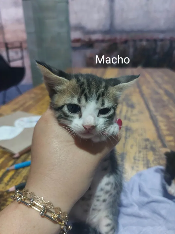 Gato raça  idade  nome Gatinhos