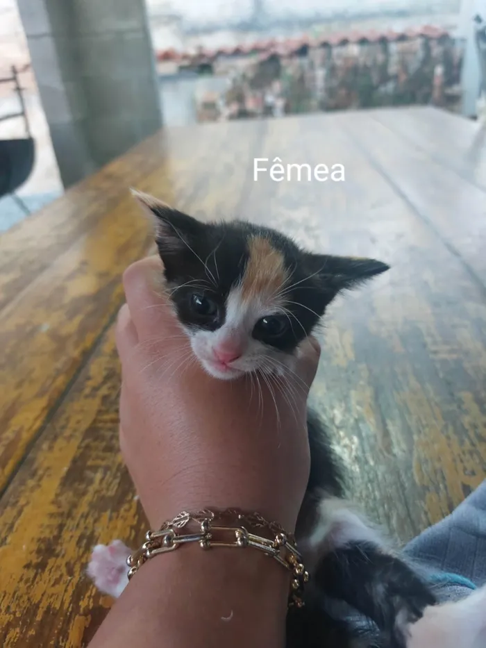 Gato raça  idade  nome Gatinhos