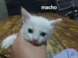 Gatinhos