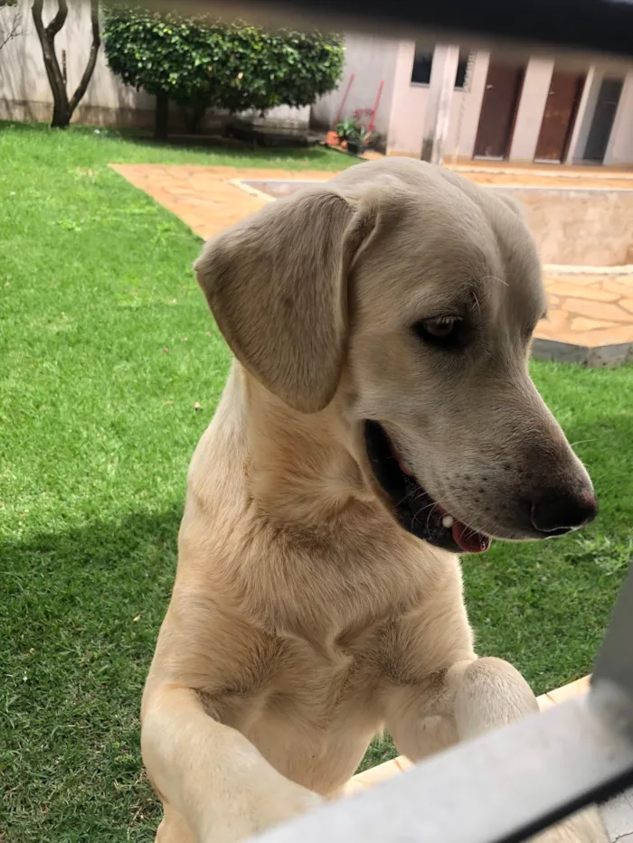 Cachorro ra a Labrador  idade 7 a 11 meses nome Thor