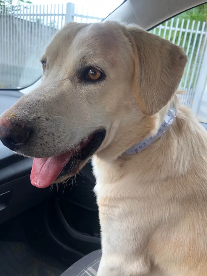 Cachorro ra a Labrador  idade 7 a 11 meses nome Thor