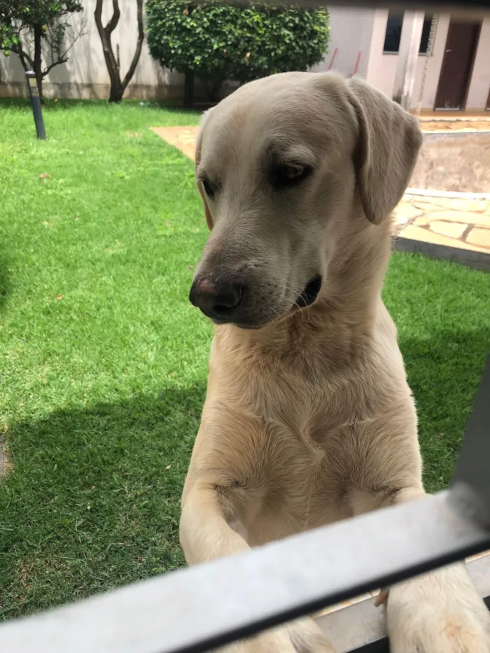Cachorro ra a Labrador  idade 7 a 11 meses nome Thor