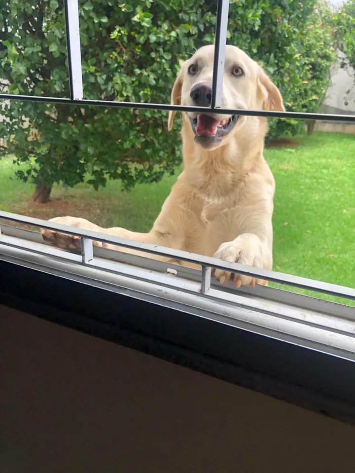 Cachorro ra a Labrador  idade 7 a 11 meses nome Thor