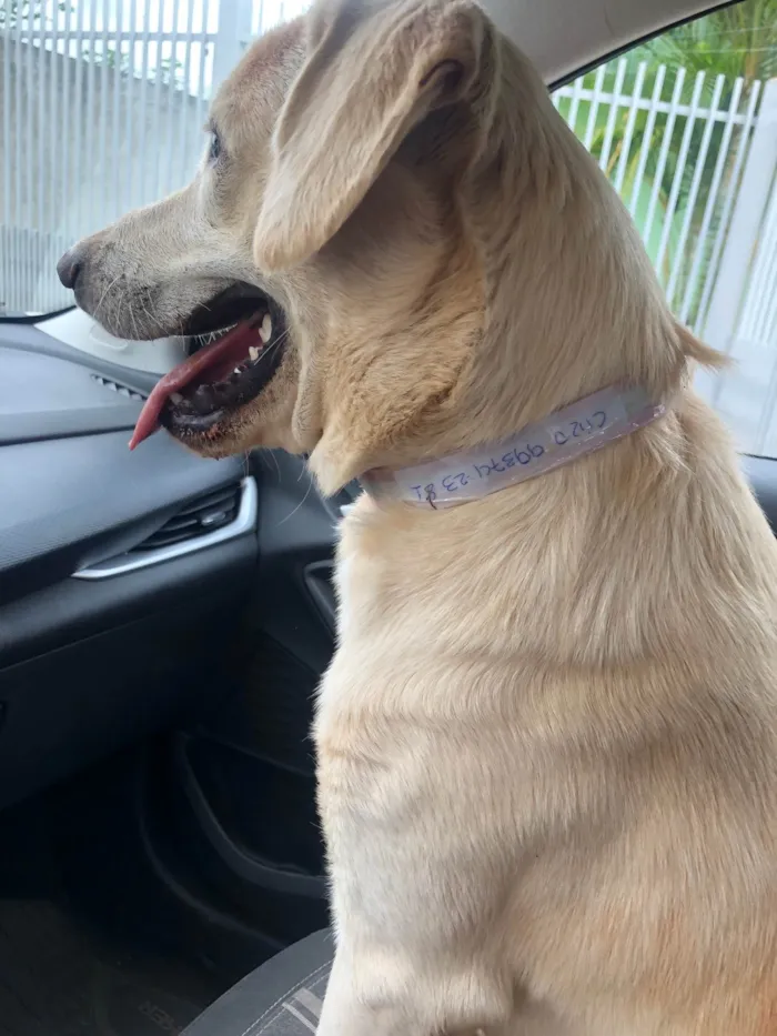 Cachorro ra a Labrador  idade 7 a 11 meses nome Thor
