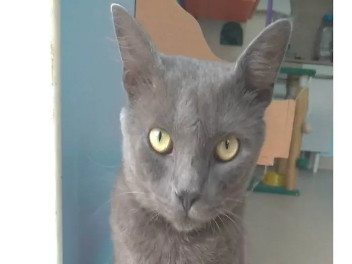 Gato ra a SRD-ViraLata idade 1 ano nome Tito