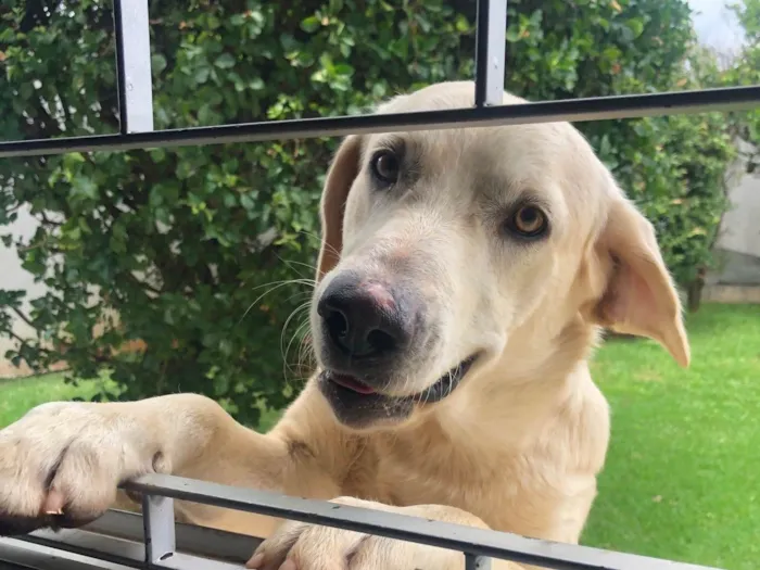 Cachorro ra a Labrador  idade 7 a 11 meses nome Thor