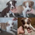 fofinha