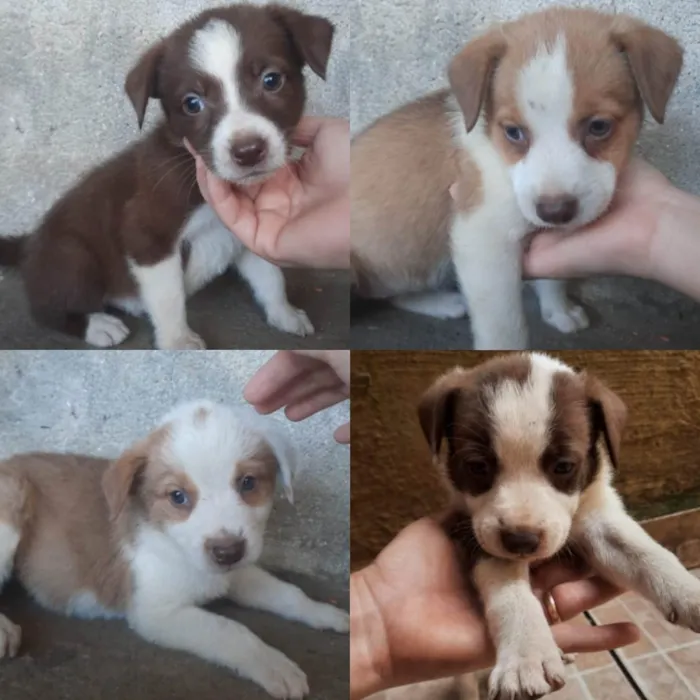 Cachorro ra a viralata,boderr collie idade Abaixo de 2 meses nome fofinha