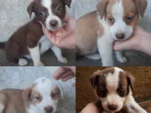 Cachorro raça viralata,boderr collie idade Abaixo de 2 meses nome fofinha