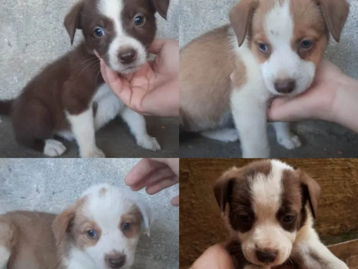 Cachorro ra a viralata,boderr collie idade Abaixo de 2 meses nome fofinha