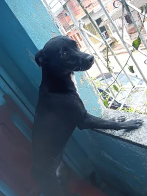 Cachorro raça SRD-ViraLata idade 7 a 11 meses nome Layka