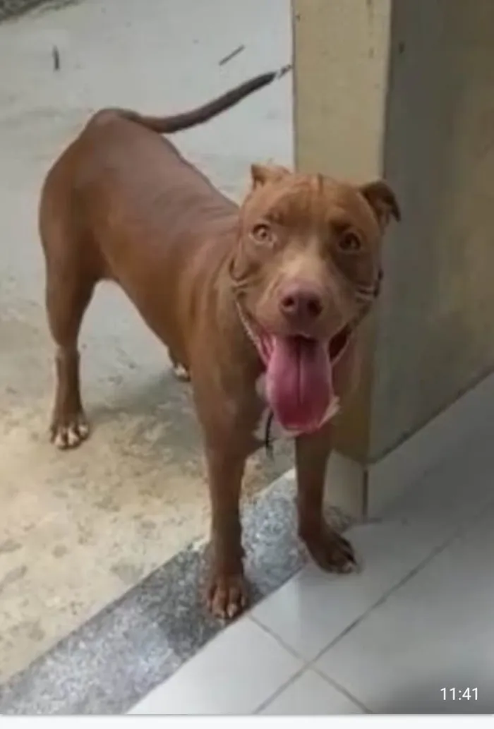 Cachorro ra a Pit-Bull idade 1 ano nome Mel