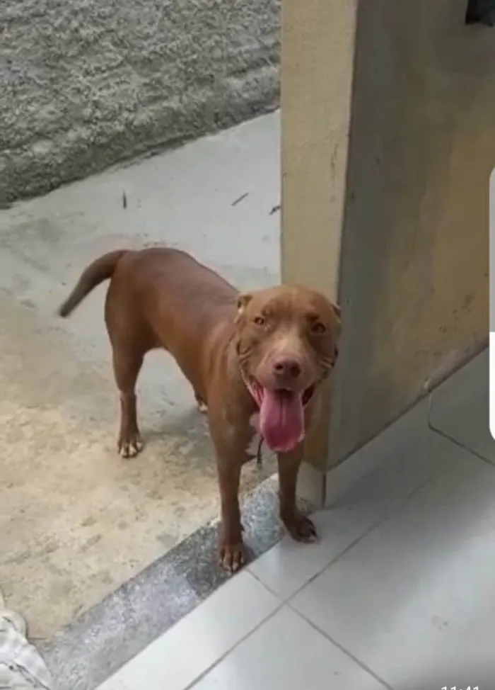 Cachorro ra a Pit-Bull idade 1 ano nome Mel