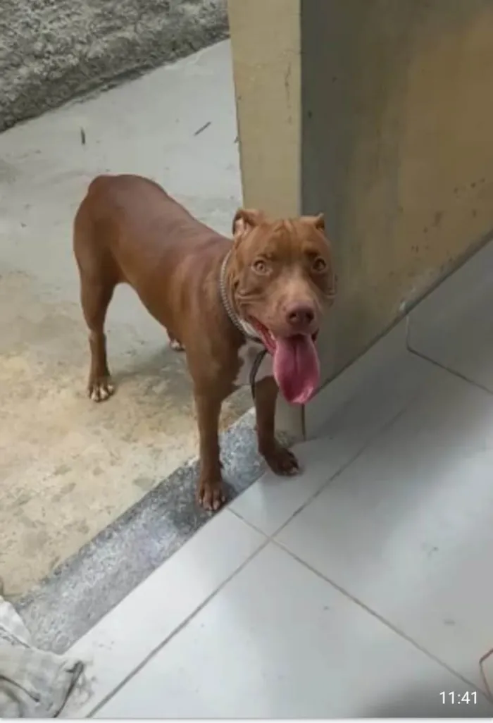 Cachorro ra a Pit-Bull idade 1 ano nome Mel