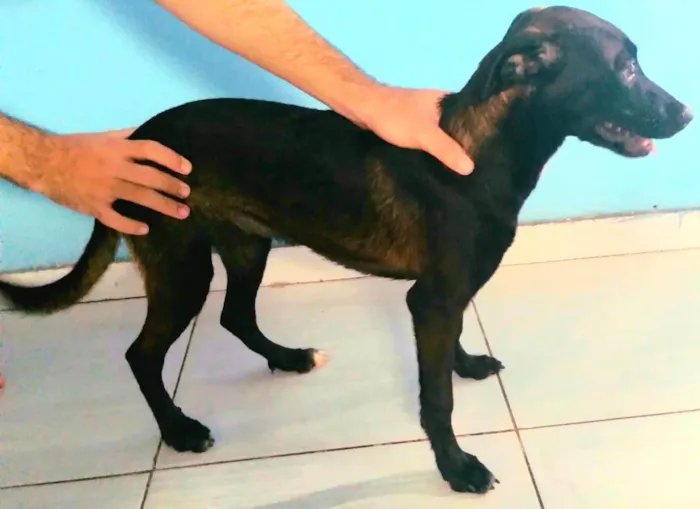 Cachorro ra a SRD-ViraLata idade 7 a 11 meses nome Sendy