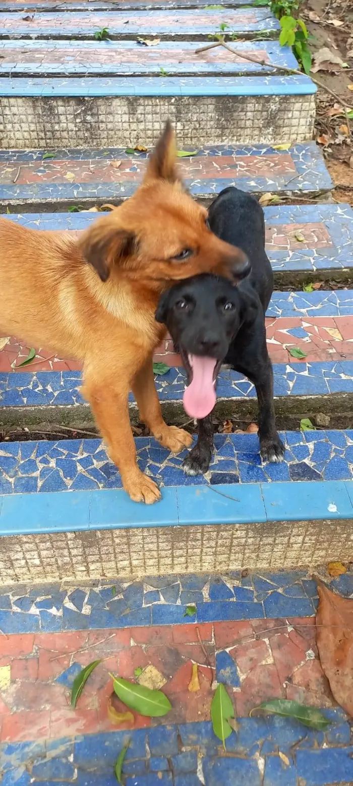 Cachorro ra a SRD-ViraLata idade 7 a 11 meses nome Sol (caramelo)