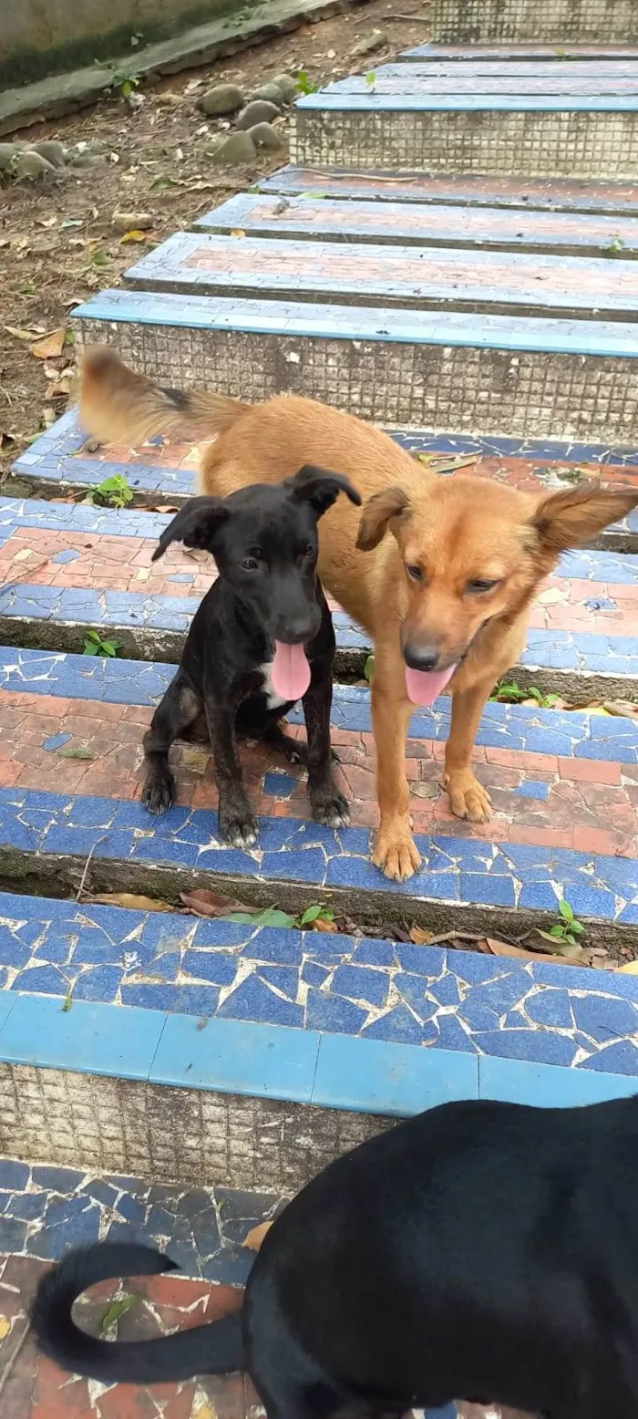 Cachorro ra a SRD-ViraLata idade 7 a 11 meses nome Sol (caramelo)