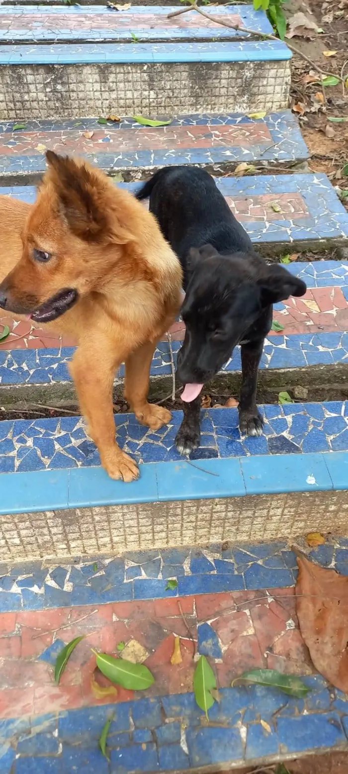 Cachorro ra a SRD-ViraLata idade 7 a 11 meses nome Sol (caramelo)
