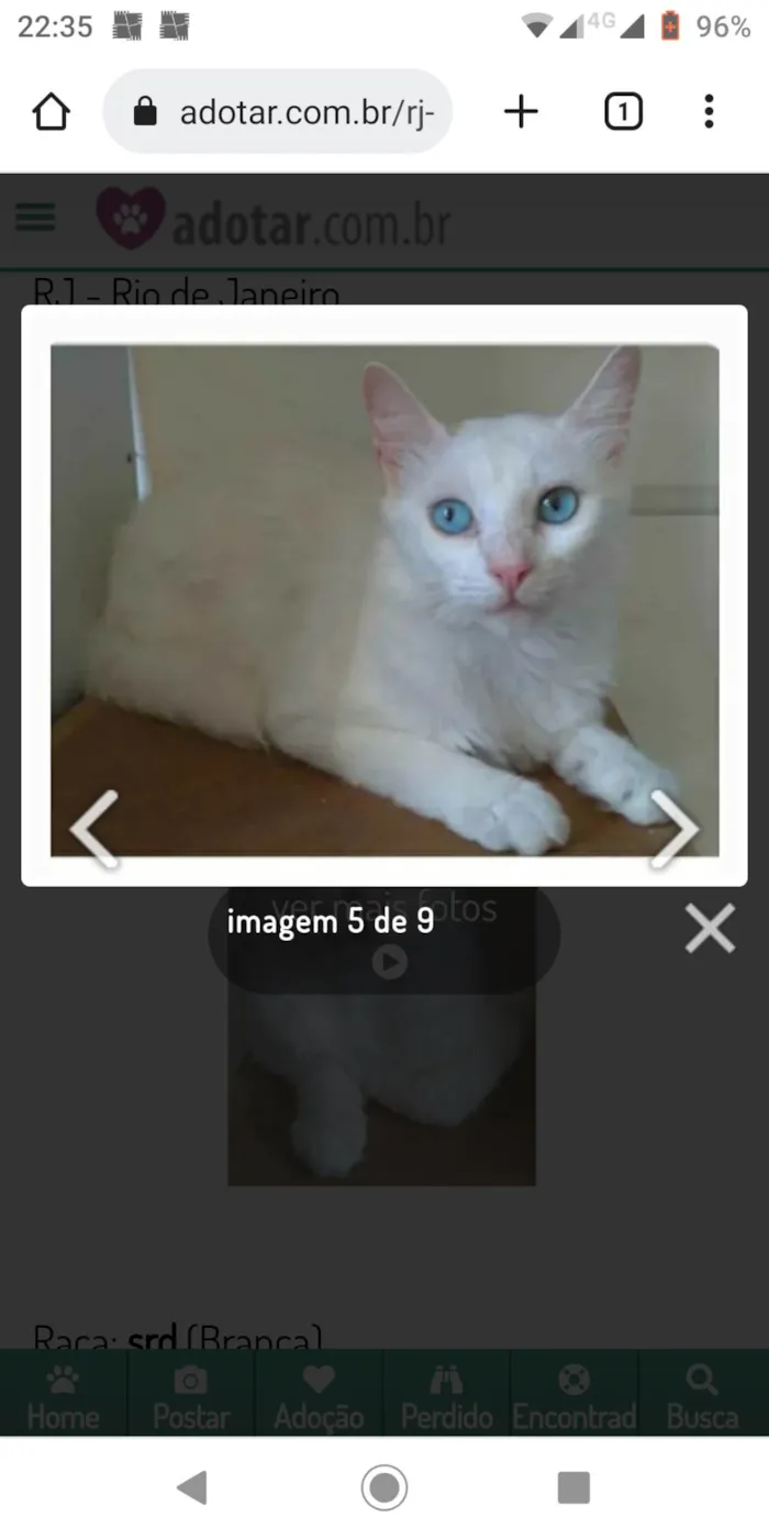 Gato ra a SRD-ViraLata idade 7 a 11 meses nome Maitê