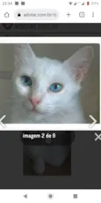 Maitê