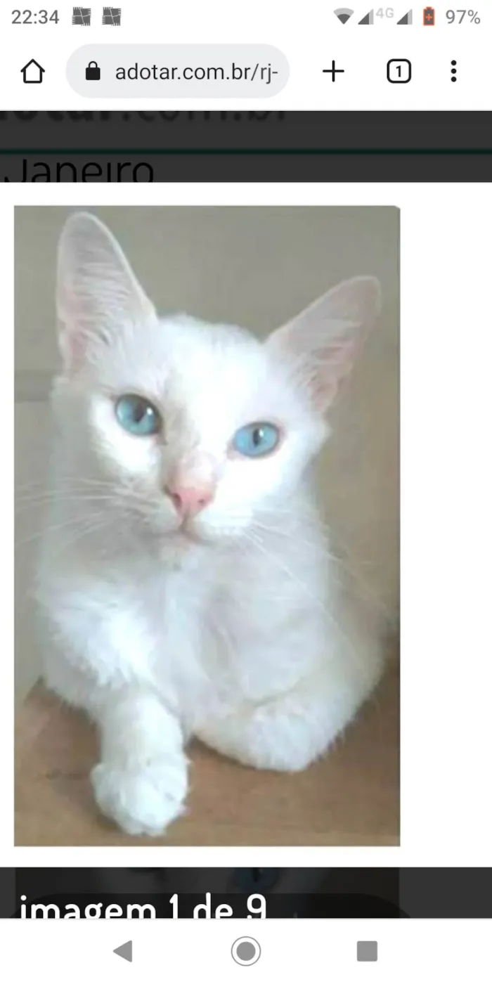 Gato ra a SRD-ViraLata idade 7 a 11 meses nome Maitê