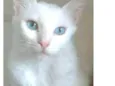 Maitê