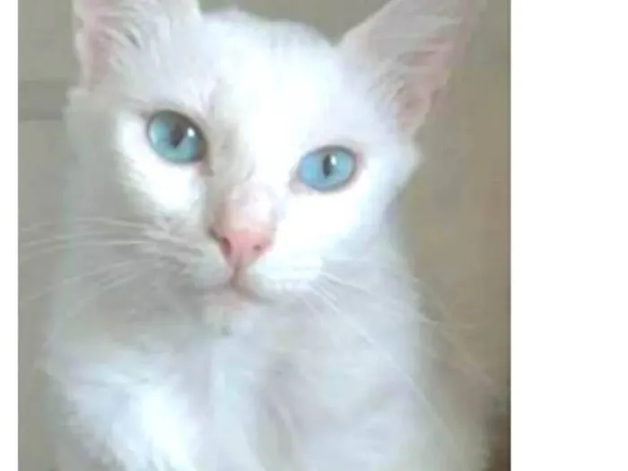 Gato ra a SRD-ViraLata idade 7 a 11 meses nome Maitê