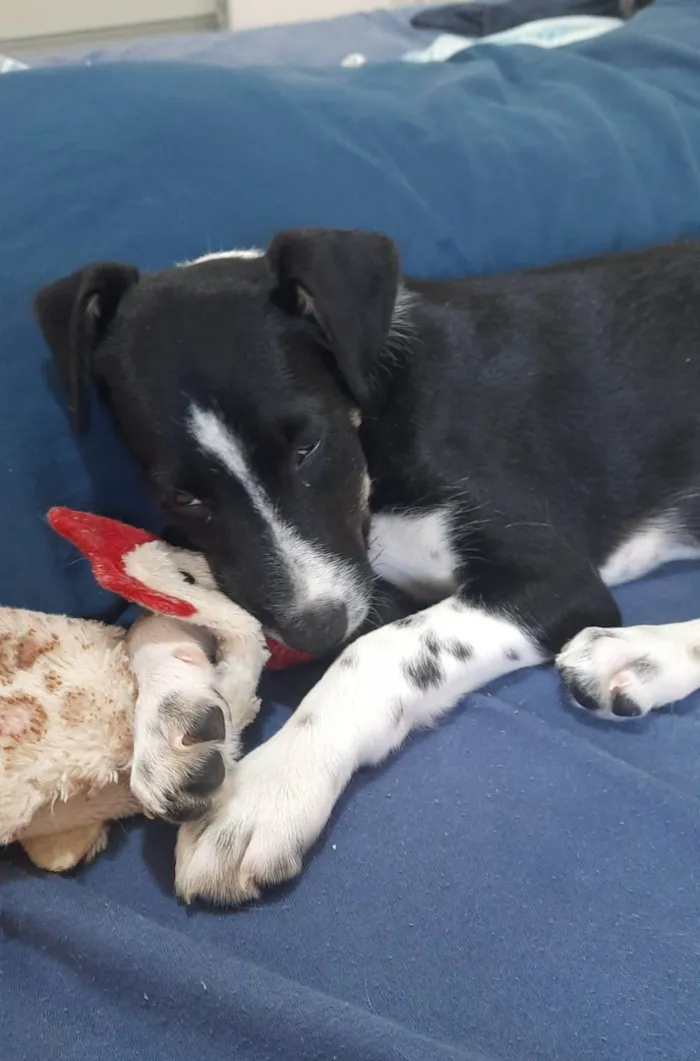 Cachorro ra a SRD idade 2 a 6 meses nome Nina