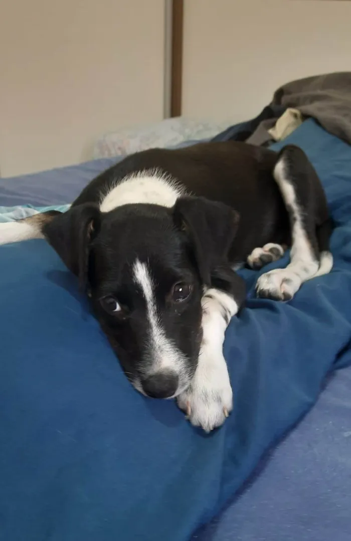 Cachorro ra a SRD idade 2 a 6 meses nome Nina