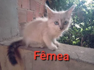 Gato raça Siamês idade Abaixo de 2 meses nome Sol